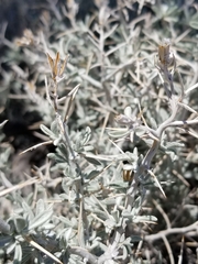 Tetradymia stenolepis