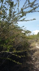 Senna polyphylla