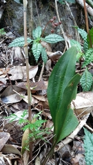 Eltroplectris calcarata