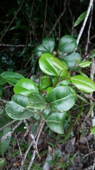 Zanthoxylum punctatum