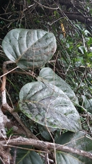 Coccoloba sintenisii