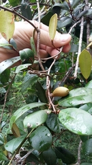 Chrysophyllum oliviforme