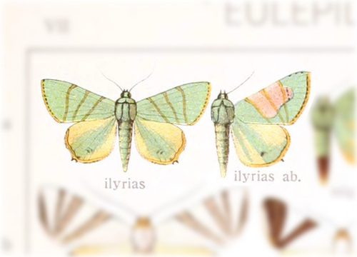 Eulepidotis ilyrias
