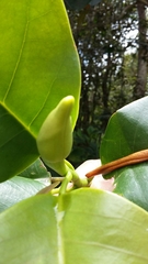 Magnolia portoricensis