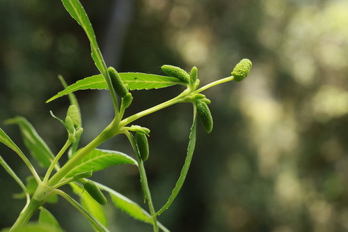 Hedyosmum orientale