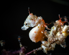 Pygmy Seahorse photo 1