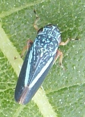 Graphocephala lugubris