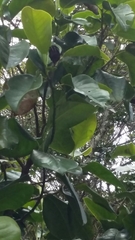 Magnolia portoricensis