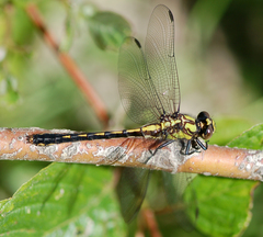 Ophiogomphus mainensis