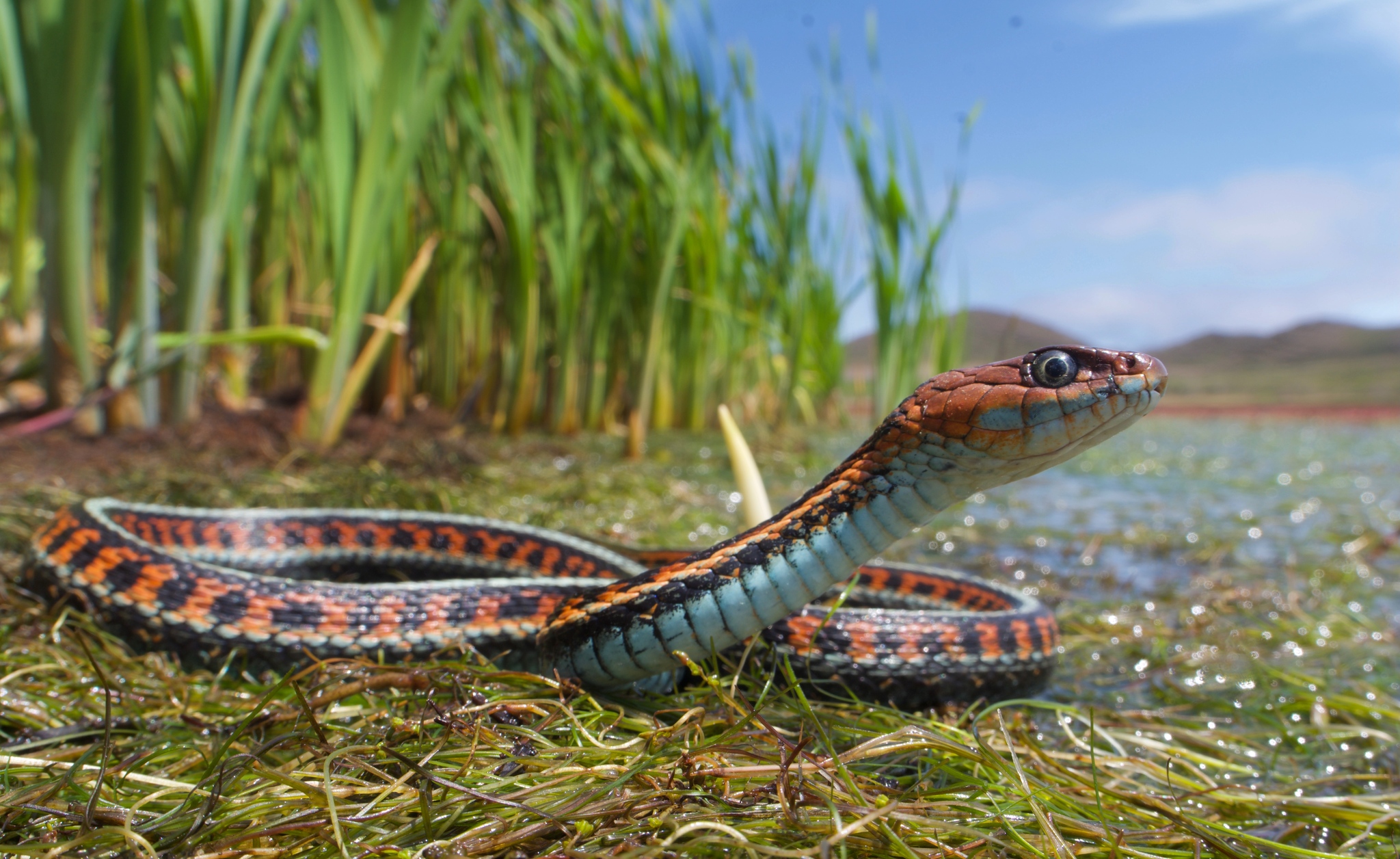 Common Garter Snake (Thamnophis sirtalis) · iNaturalist