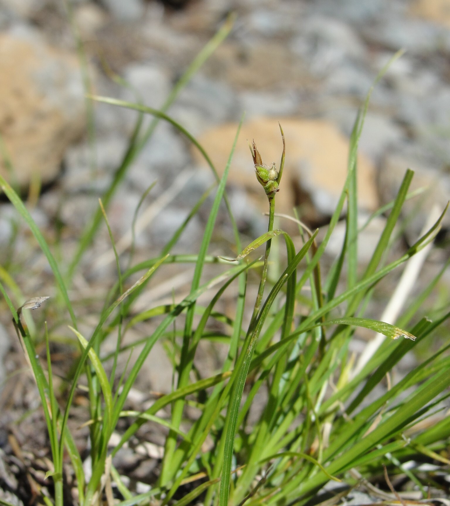 Carex deflexa