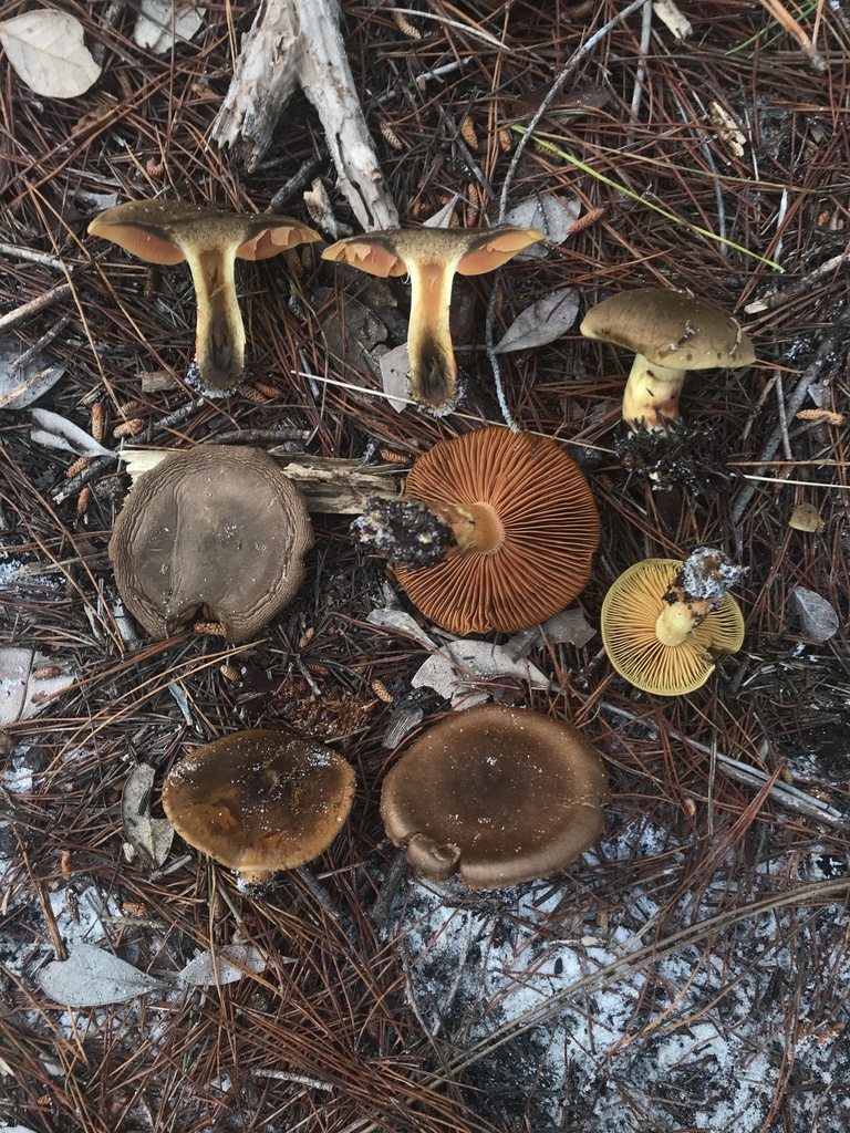 Cortinarius sp. 'FL32'