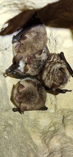 Natterer's Bat, 6301 BP Valkenburg, Nederland, photo 7 of 10