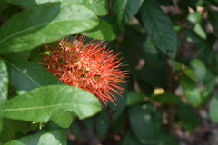 Combretum constrictum