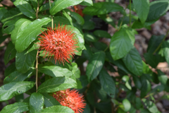 Combretum constrictum