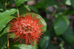 Combretum constrictum