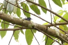 Dacnis cayana