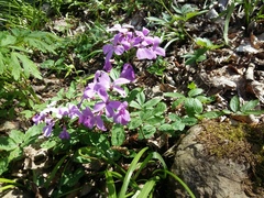 Cardamine quinquefolia