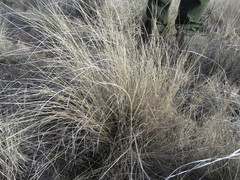 Pseudoroegneria spicata