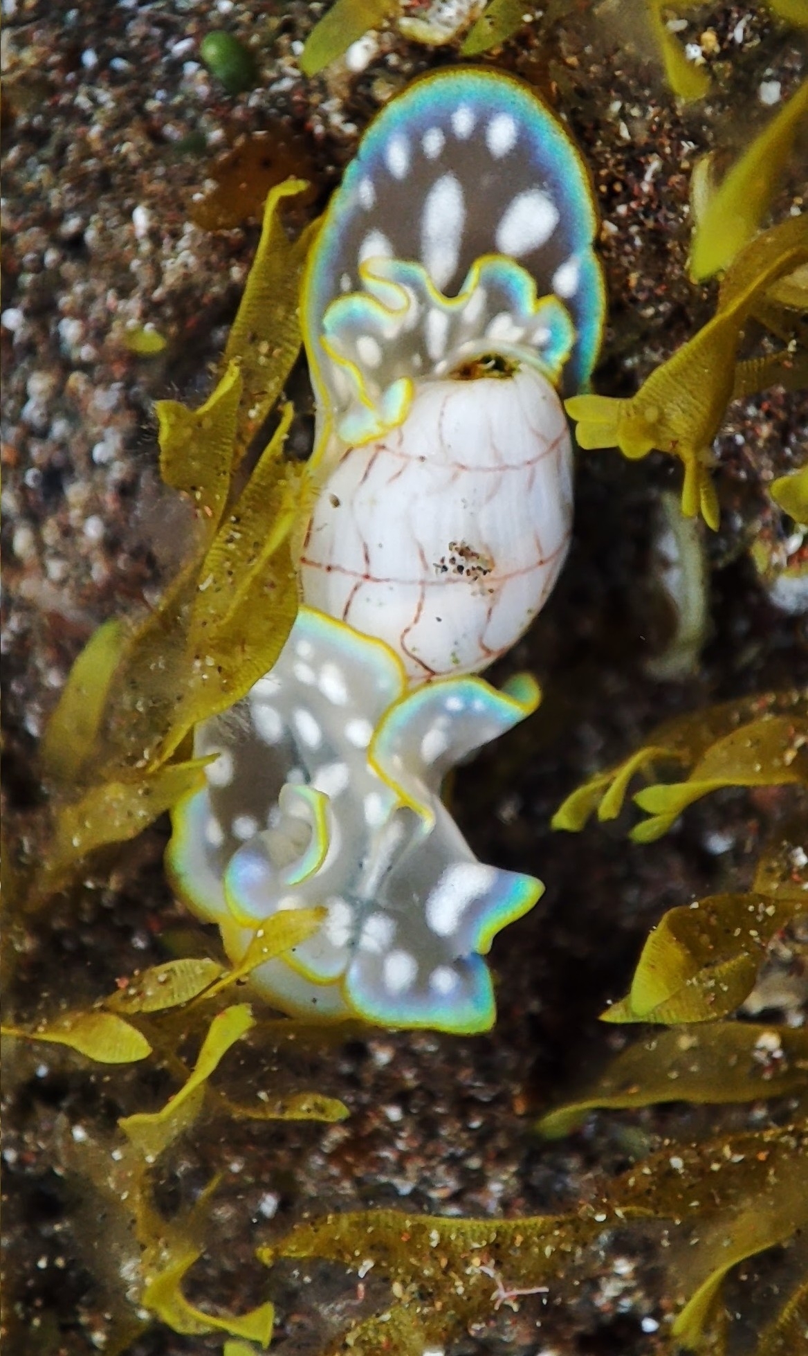 Micromelo undatus