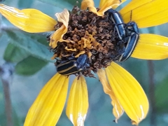 Astylus vittaticollis