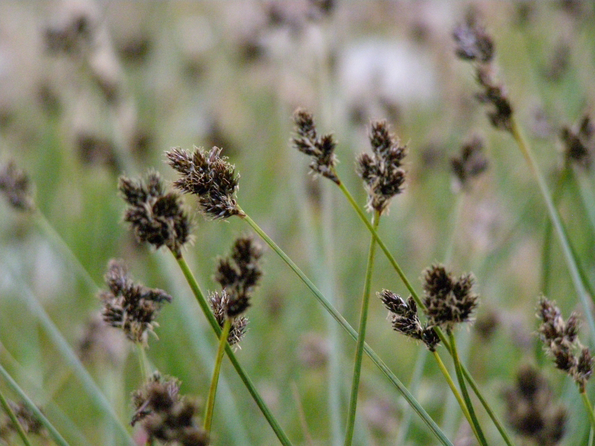 Carex macloviana