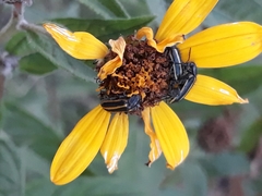 Astylus vittaticollis