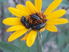 Astylus vittaticollis