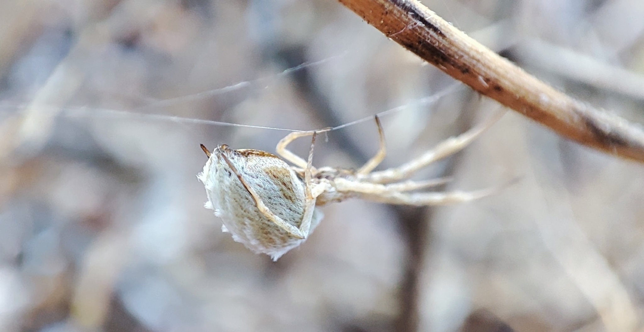 Uloborus walckenaerius