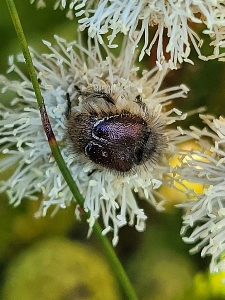 Monkey Beetles from South Cape DC, South Africa on January 14, 2024 at ...