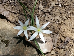Ornithogalum sintenisii