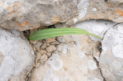 Cyanixia socotrana (Cyanixia socotrana)
