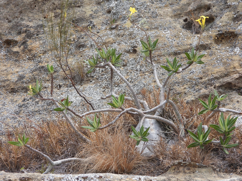 Pachypodium rosulatum, Ihosy, Madagascar