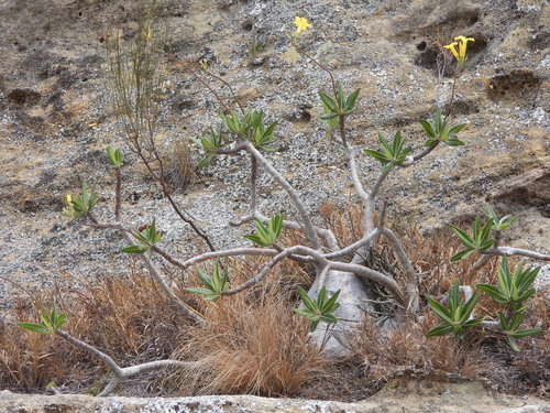 Pachypodium rosulatum