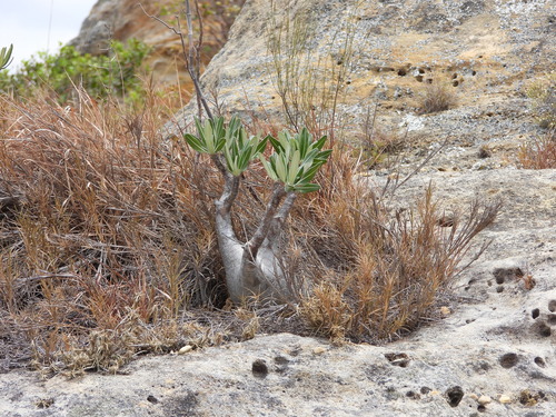 Pachypodium rosulatum