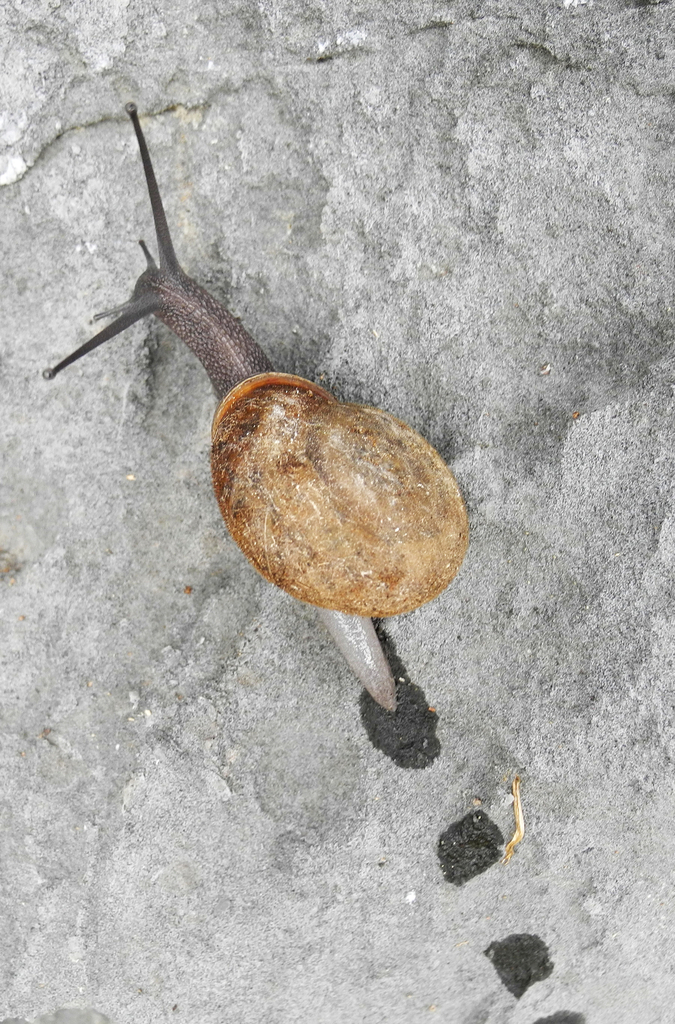 Campylaea lefeburiana