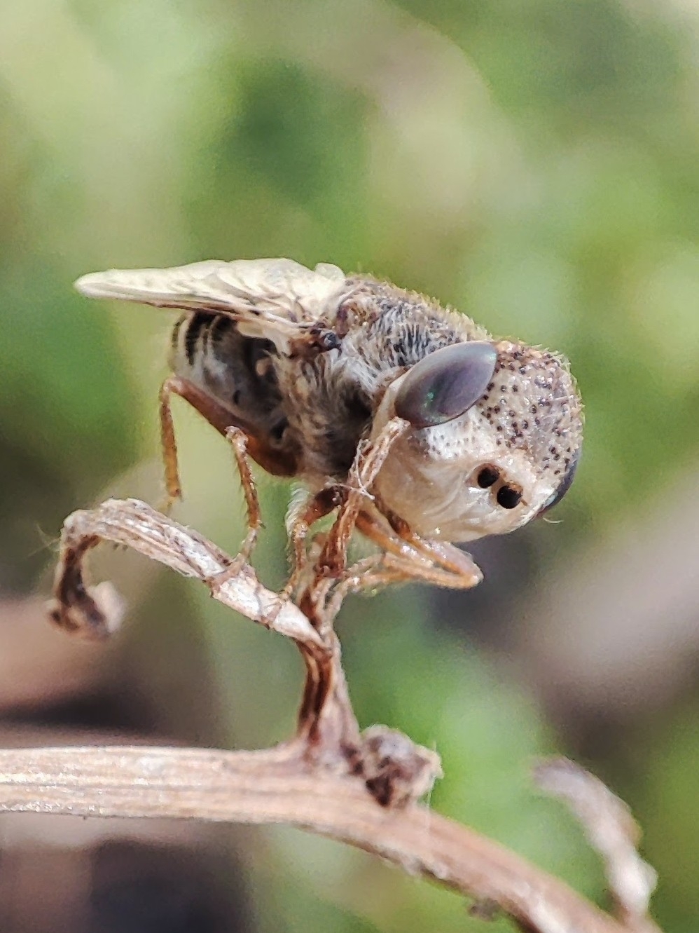 Colmoyote nasal del borrego