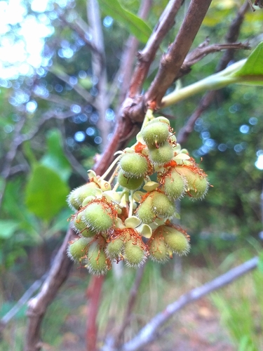 Foto de Lixeira