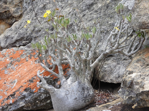 Pachypodium rosulatum