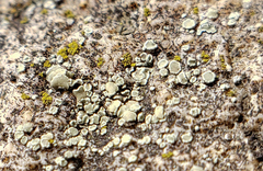 Myriolecis semipallida