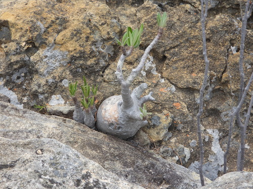 Pachypodium rosulatum