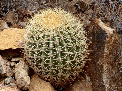 Image of Ferocactus diguetii by (c) Sue Carnahan, some rights reserved (CC BY)