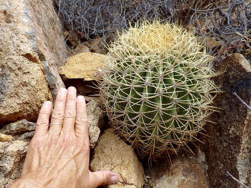 Image of Ferocactus diguetii by (c) Sue Carnahan, some rights reserved (CC BY)