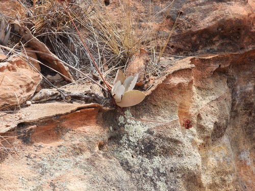 Image of Kalanchoe synsepala by (c) amantedarmanin, some rights reserved (CC BY)