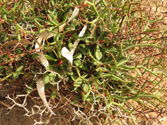 Limonium articulatum