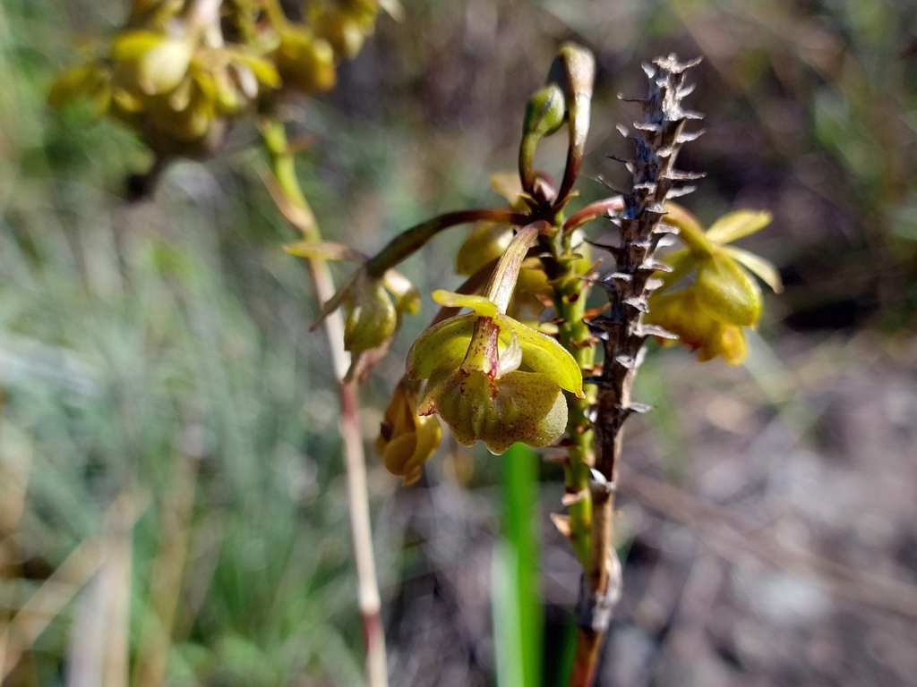 Epidendrum orchidiflorum; photograph (c) Carlos Otávio Gussoni, some rights reserved (CC BY)