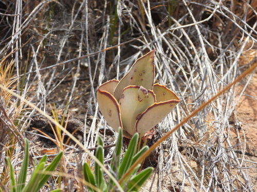 Image of Kalanchoe synsepala by (c) amantedarmanin, some rights reserved (CC BY)