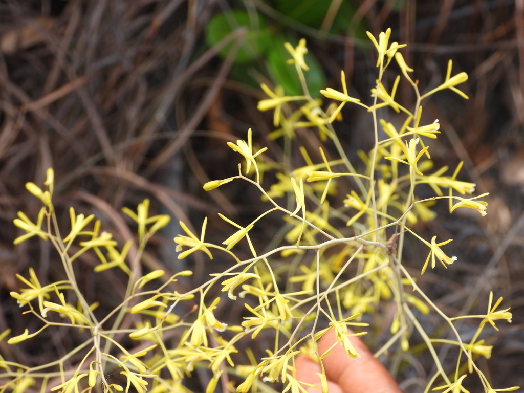 Eulophia ramosa
