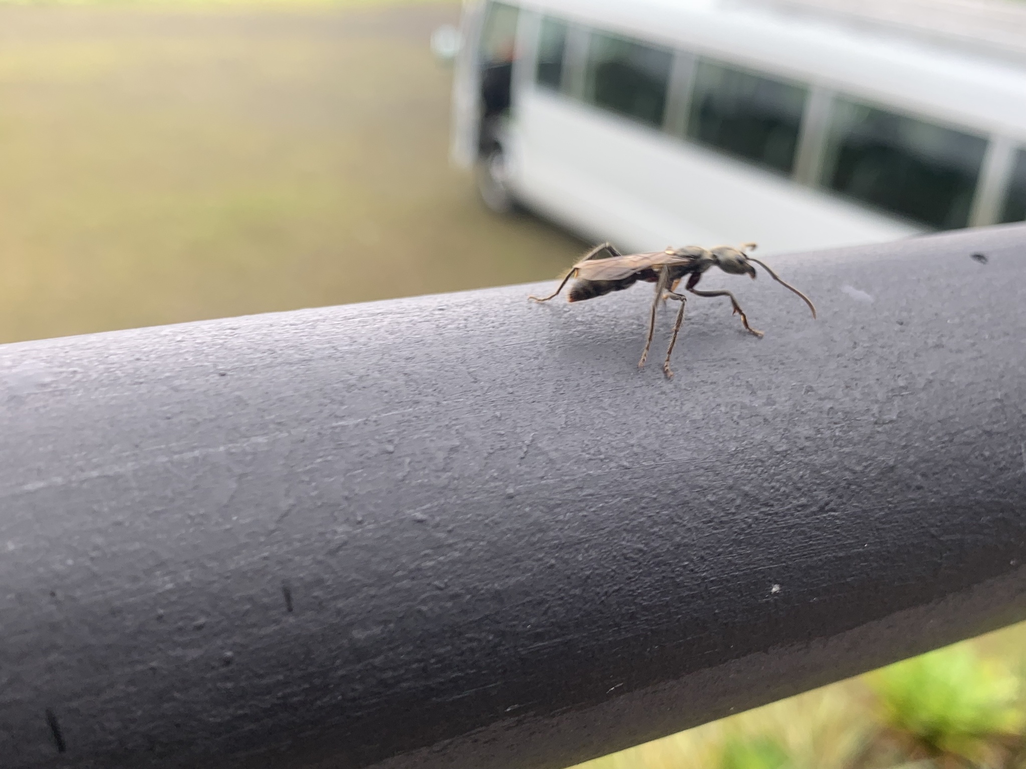 Neoponera solisi