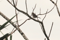 Turdus maculirostris